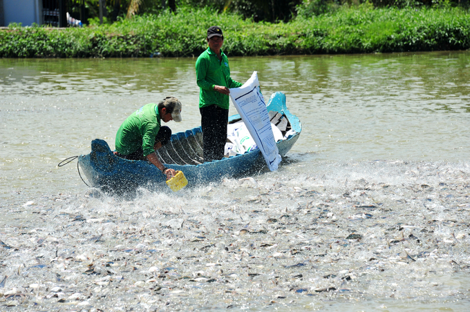 Deputy Minister of Agriculture and Rural Development Phung Duc Tien recommended that ministries, sectors, and localities should develop catfish breeds in an industrial direction, with large-scale production. Photo: Le Hoang Vu.