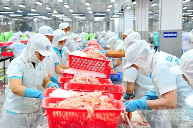 The estimated catfish production in 2024 is expected to reach 1.67 million tons, which is 99% of the figure for the same period in 2023. As of October 15, 2024, catfish exports have reached 1.56 billion USD, marking an 8.9% increase compared to the same period in 2023. Photo: Le Hoang Vu.