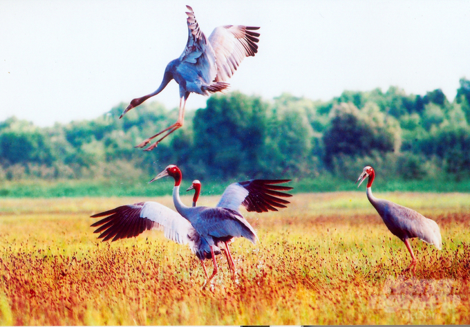 From 2022 to 2028, Dong Thap province aims to receive approximately 30 six-month-old cranes from Thailand, raise and release them into the wild. Photo: TCNP.