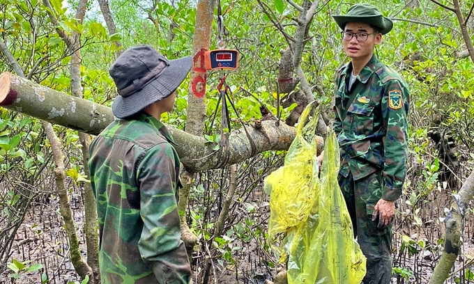 Measuring wood volume in a mangrove forest. Photo: Bao Thang.