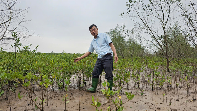 Mangrove forest in Xuan Thuy National Park. Photo: Bao Thang.