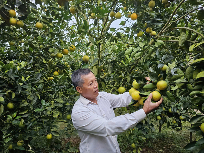 Ông Võ Minh Tuấn cho xem vườn cam xanh tốt, trĩu quả của mình. Ảnh: KS.