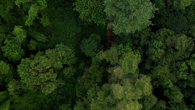 Under the ERPA agreement, the Forest Carbon Partnership Fund (FCPF) will pay Vietnam USD 51.5 million if forestry-related activities reduce 10.3 million tonnes of CO2 equivalent (CO2e) from natural forests in the North Central region during the 2018-2024 period. Photo: Ngoc Diep.