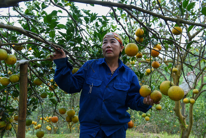 Một lao động của HTX 3T Nông sản Cao Phong. Ảnh: Dương Đình Tường.