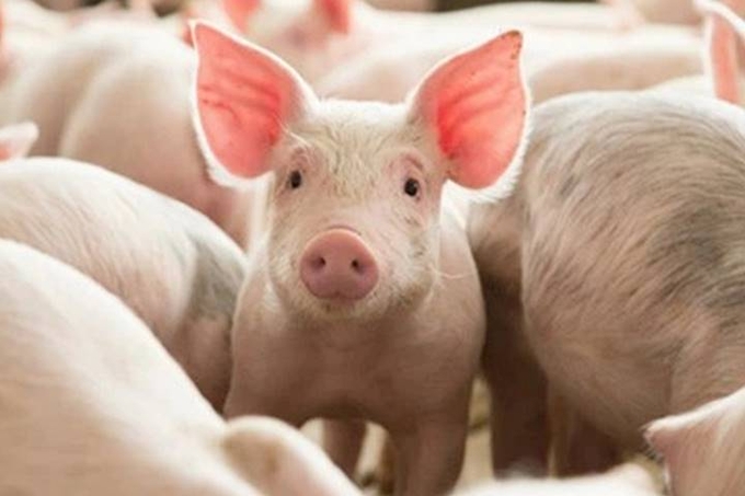 The latest live pig prices across the three regions on November 17, 2024