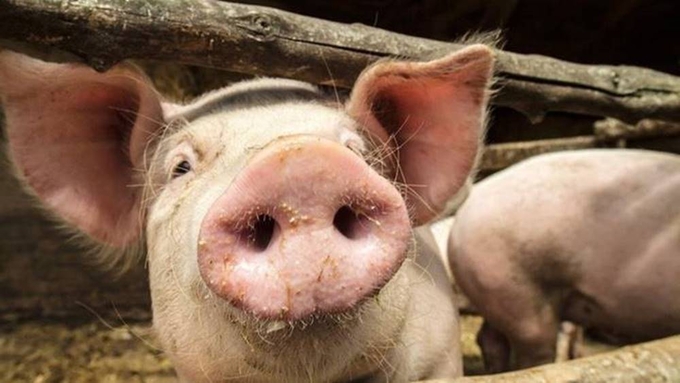 Latest live pig prices on November 18, 2024