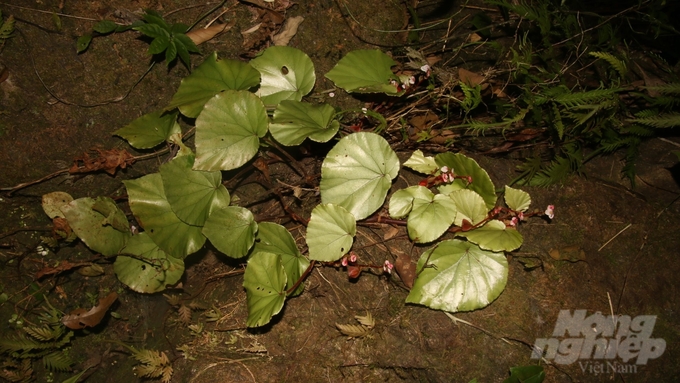 The discovery of this new species is an important addition to Vietnam's plant catalog, enhancing our understanding of the rich biodiversity in the central tropical forest region. Photo: Dakrong Nature Reserve, Quang Tri province.