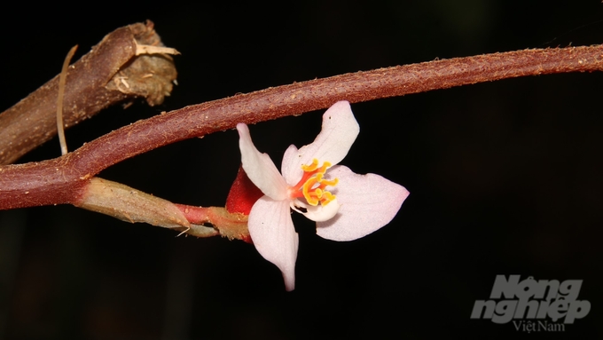 Thu hải đường hoa thưa (Begonia laxiflora) đã được phát hiện tại Khu Bảo tồn thiên nhiên Đakrông, tỉnh Quảng Trị. Ảnh: Khu Bảo tồn Thiên nhiên Đakrông, tỉnh Quảng Trị.