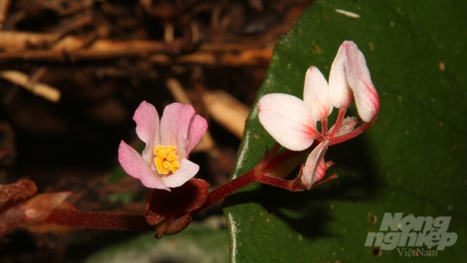 The conservation of rare plant species, in the context of climate change and biodiversity loss, is a crucial step toward preserving global ecosystems. Photo: Dakrong Nature Reserve, Quang Tri province.