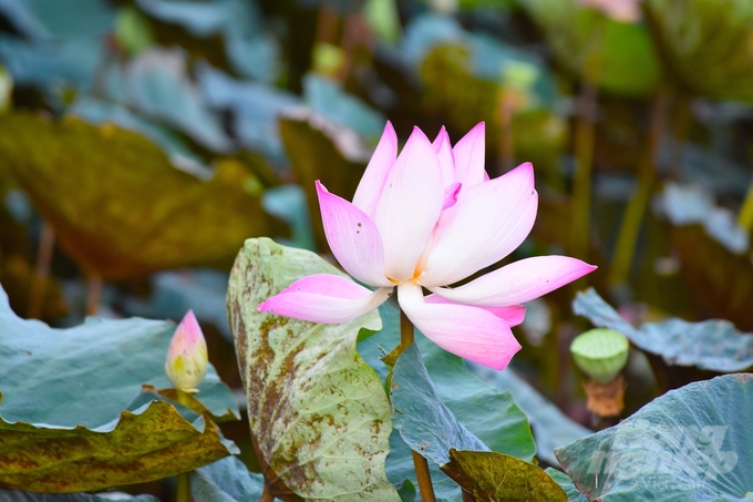 Lang Sen Wetland Reserve in Tan Hung district (Long An province) includes three subdivisions: strict conservation subdivision, economic Melaleuca forest subdivision, and biodiversity subdivision. Photo: Hoang Vu.