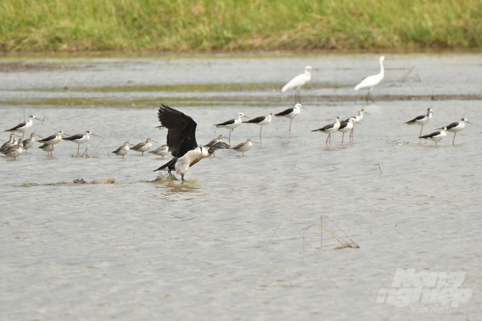 Building dam systems causes the loss of habitat for migratory waterfowl species. Photo: Hoang Vu.