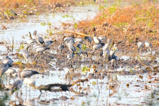 Activities to improve livelihoods for people in the buffer zone that Lang Sen Wetland contributed to protecting the plant and animal ecosystem here. Photo: Hoang Vu.