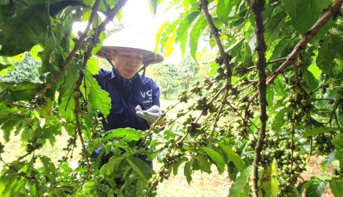 Checking the ripeness of coffee beans before harvest in Chu Se district. Photo: Dang Lam.