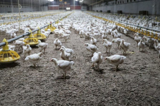 Newcastle disease can cause death in susceptible chickens within 3-4 days, resulting in mortality rates of 55-100%. Photo: Marcel Rob Fotografie.