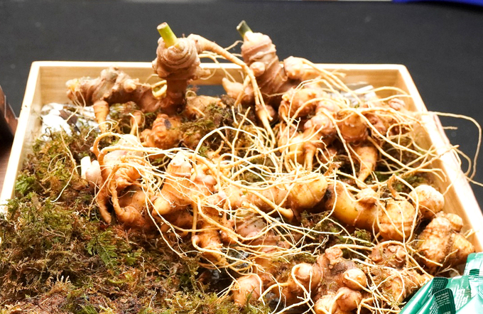 Vietnamese ginseng has high economic value.