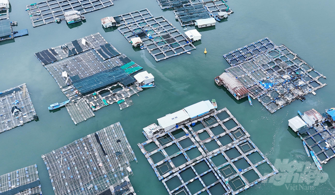 Open aquaculture, which depends on the natural environment, is always subject to negative impacts from the weather. Photo: Le Binh.