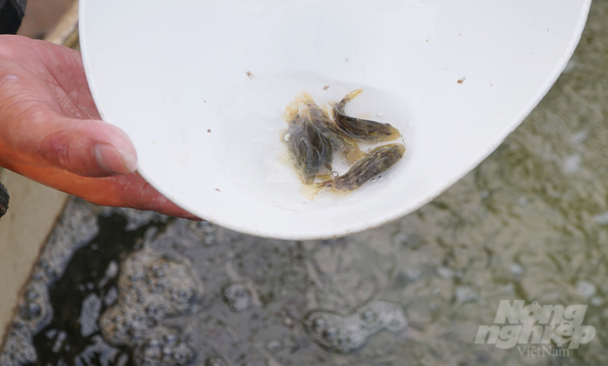 Standard seeds of good quality are also an important factor in limiting diseases in aquaculture. Photo: Le Binh.