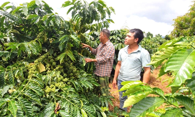 The organic coffee garden of farmers in Chu Pah district (Gia Lai). Photo: Dang Lam.