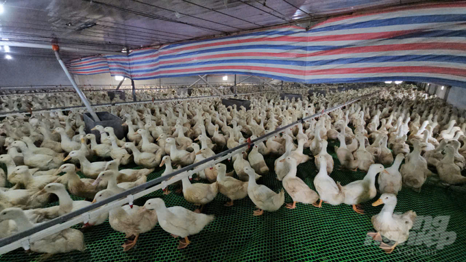 Thousands of ducks are raised on plastic mesh floors, ensuring disease safety. Photo: Quoc Toan.