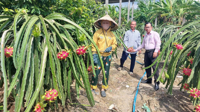 Có thu nhập ổn định, hộ vay vốn tích lũy được tiền trả nợ ngân hàng. Ảnh: Thanh Phong. 