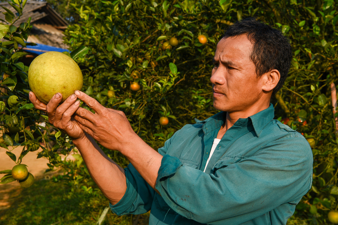 Anh Lương Văn Thảo bên quả bưởi bản địa của quê mình. Ảnh: Dương Đình Tường.