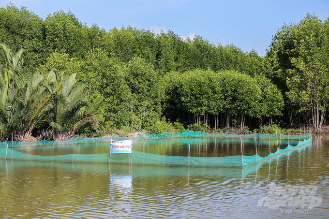 A model of clam farming under forest canopies in Ngoc Hien District. Photo: Trong Linh.