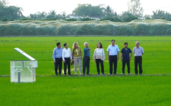 Bà Manuela V. Ferro cùng lãnh đạo TP Cần Thơ, IRRI, doanh nghiệp tìm hiểu thực tế mô hình sản xuất lúa gạo chất lượng cao, phát thải thấp. Ảnh: Kim Anh.