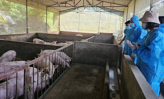 Phu Tho’s goal is to have 100% of large-scale livestock farms apply good biosecurity practices. Photo: Bao Khang.