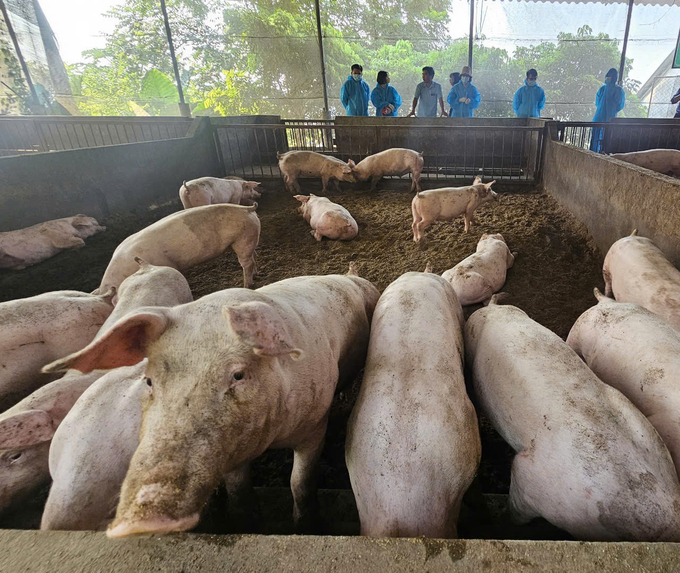 Phu Tho province promotes biosecurity in livestock farming and further progresses the construction of disease-free livestock farming facilities. Photo: Bao Khang.