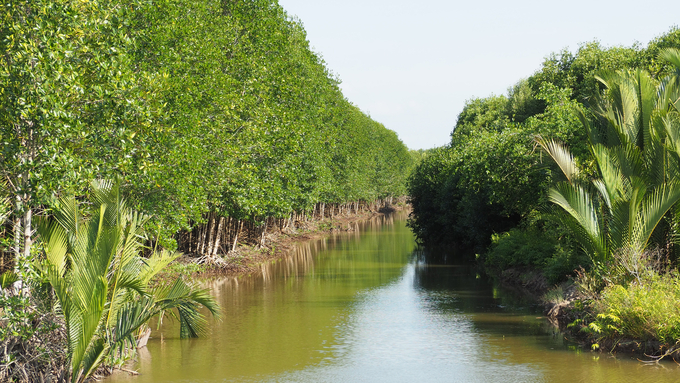 Mangrove forest in Tam Giang Commune, Ngoc Hien District. Photo: Trong Linh.