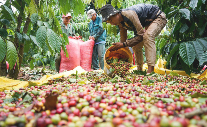 The export price of Vietnamese coffee experienced a sharp increase, rising nearly 50% over the previous crop year, reaching an average of $ 3,673/ton.