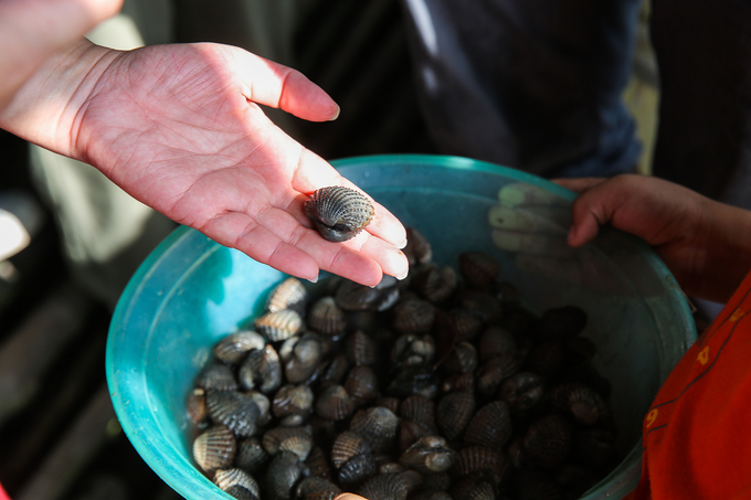 Blood cockle farming model in Tam Giang Dong Commune, Ngoc Hien District. Photo: Trong Linh.