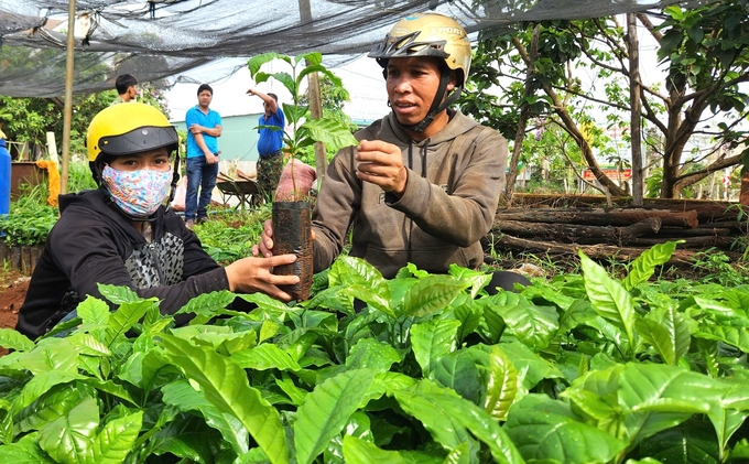 Selecting high-quality varieties for coffee replanting in Gia Lai. Photo: Dang Lam.