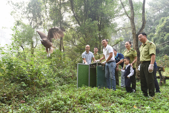 Wildlife release activities are part of the Forestry and Biodiversity regulations, demonstrating the efforts of authorities in protecting wildlife. Photo: Tam Dao National Park.