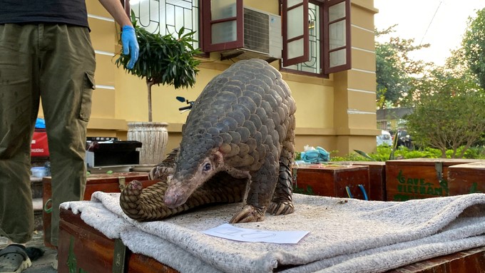 Of the 13 pangolin individuals discovered, only 11 are still alive. Photo: Cuc Phuong National Park.