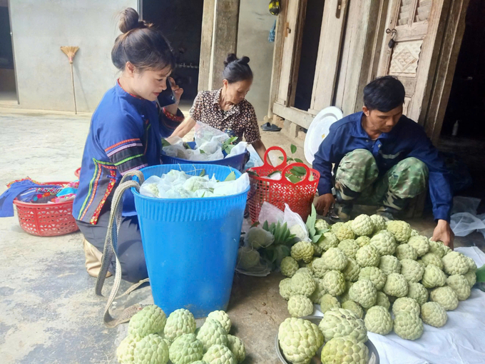 Bà con dân tộc thiểu số rất phấn khởi vì na trái vụ bán được giá, tiêu thụ nhanh. Ảnh: Hải Đăng.