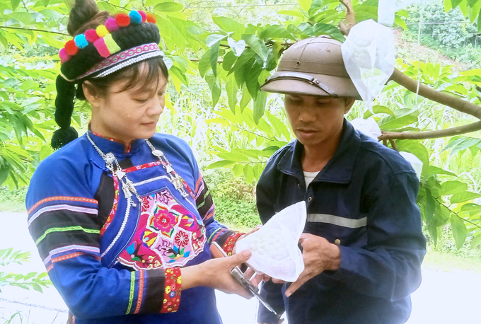 Nhờ chú trọng cải tạo đất và áp dụng đồng bộ các quy trình kỹ thuật trong chăm sóc, người dân xã Phong Niên đã cho na ra quả trái vụ với năng suất, mẫu mã, chất lượng rất cao. Ảnh: Hải Đăng.