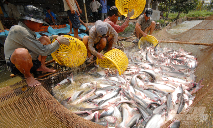 Members of the Chau Thanh Aquatic Services Cooperative are supported by Co May Lai Vung Co., Ltd. with 100% of the feed for the entire farming season. The enterprise only recovers the feed cost after the fish are sold. Photo: Le Hoang Vu.