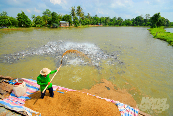 HTX dịch vụ Thủy sản Châu Thành được thành lập từ tháng 6/2015 có 16 thành viên với 30ha mặt nước nuôi cá tra đều có liên kết với doanh nghiệp. Ảnh: Lê Hoàng Vũ.