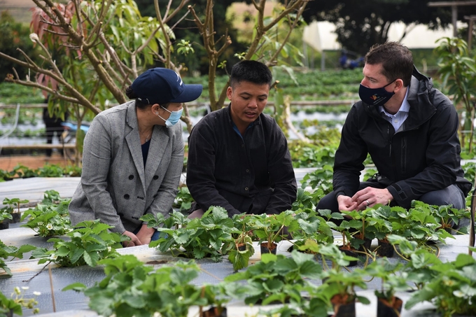 The CIFOR-ICRAF organization provides guidance, training, and workshops on the agroforestry model for the people of Sơn La. Photo: Bao Thang.