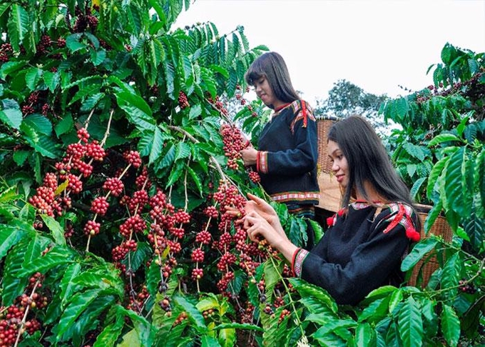 Many agroforestry models have been developed based on coffee plants. Photo: TL.