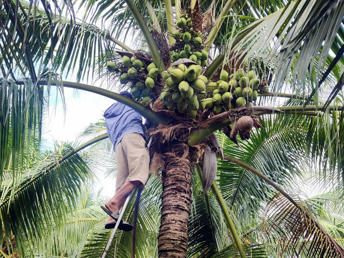 A coconut production area in Song Cau Town, Phu Yen Province. Photo: NT.