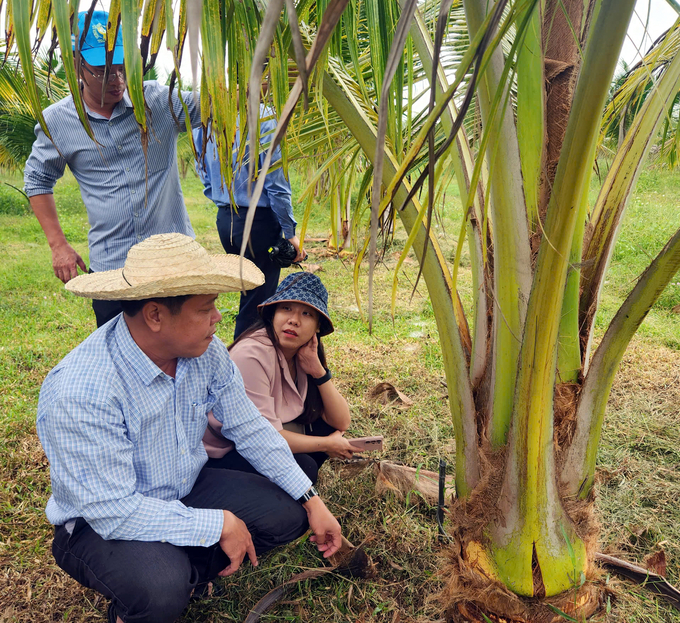 Coconut is one of the four key industrial crops for Phu Yen province by 2030. Photo: NT.