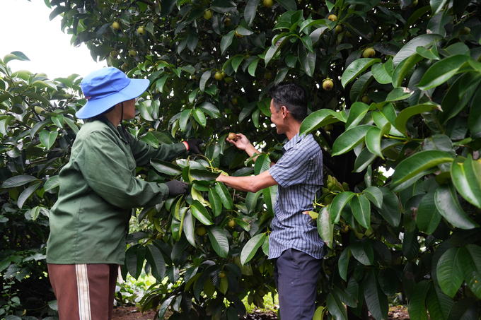 Dong’s mangosteen farm produces safe fruits for consumers owing to its entirely natural cultivation process. Photo: Hong Thuy.