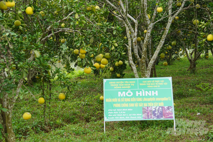 Mô hình nhân nuôi và sử dụng kiến vàng phòng chống sinh vật gây hại trên cây bưởi đang cho thấy hiệu quả rõ rệt, góp phần tăng năng suất, chất lượng cây ăn quả.