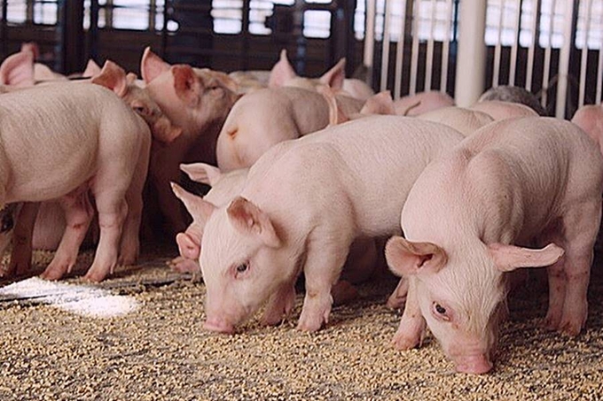 Latest live pig prices across three regions on November 20, 2024