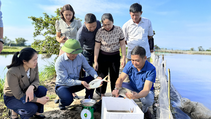 Mô hình nuôi cá chim vây vàng được thực hiện theo tiêu chuẩn VietGAP nên việc tiêu thụ sản phẩm thuận lợi, giá bán cao hơn. Ảnh: Ánh Nguyệt.