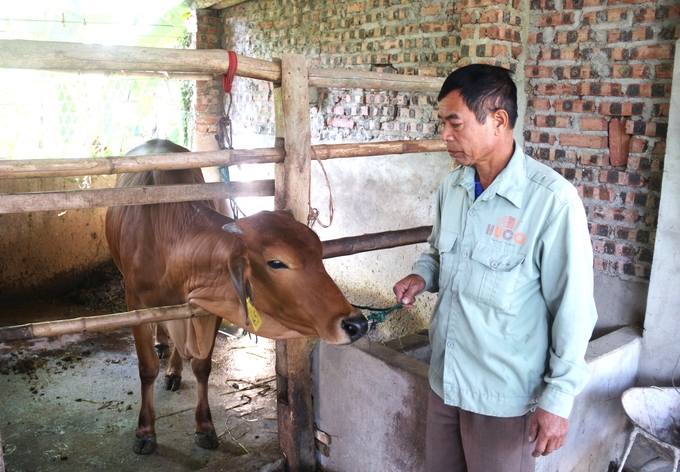 Theo ông Nguyễn Văn Thường (ảnh), trong mùa đông, cần quan tâm đến việc giữ ấm chuồng trại và chuẩn bị sẵn thức ăn dự trữ cho bò. Ảnh: Phạm Hiếu.