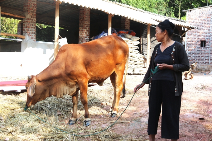 Đối với người dân nghèo, con bò chính là kế sinh nhai, là niềm hy vọng để thoát nghèo. Ảnh: Phạm Hiếu.