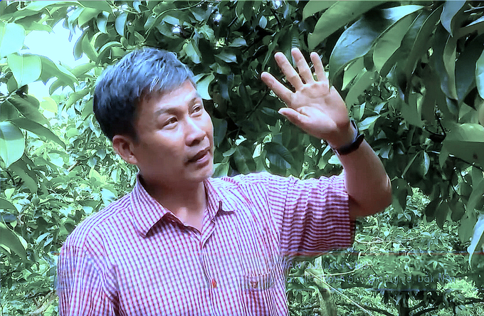 Tran Quang Dong, standing in the Gia An mangosteen farm. Photo: Hong Thuy.